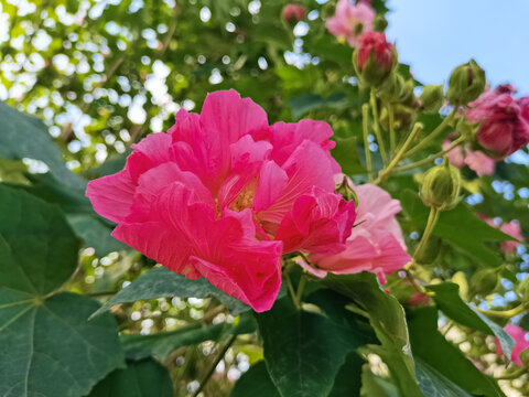 成都芙蓉花