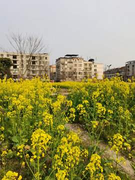 双流油菜花