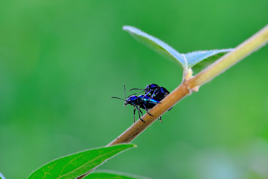 蓝色昆虫