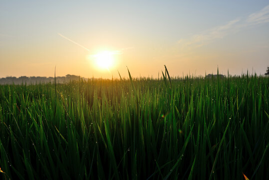 夏日稻田