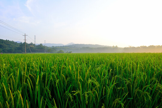 夏日稻田