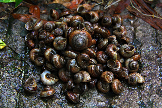 一堆蜗牛