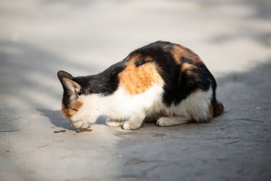 流浪猫