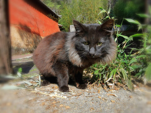 流浪黑猫