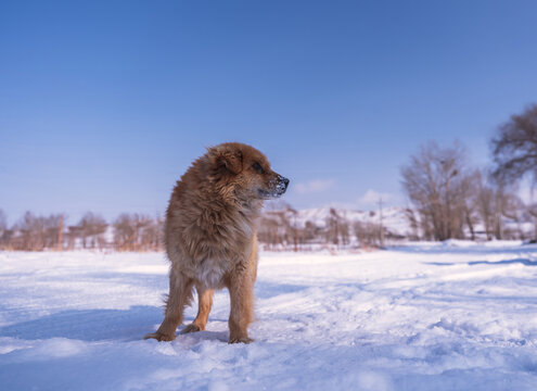 雪地上的中华田园犬