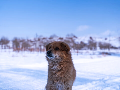 雪地上的中华田园犬