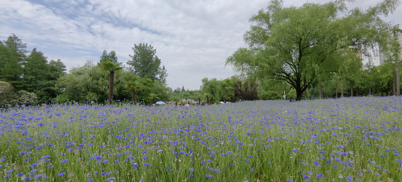 世纪公园矢车菊