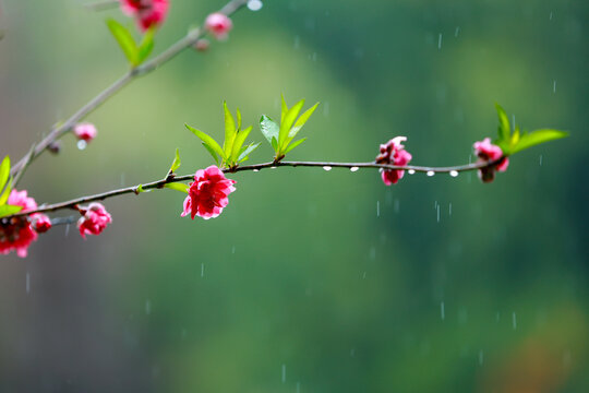 春天雨中的桃花镜头