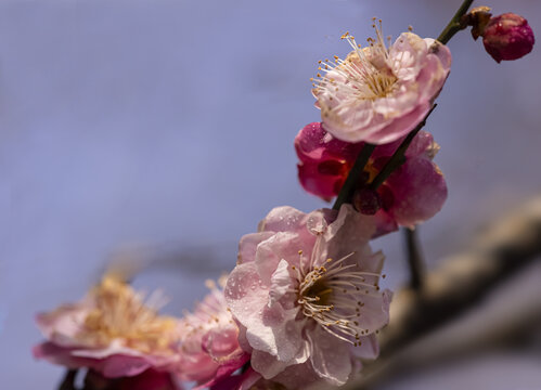 红梅花