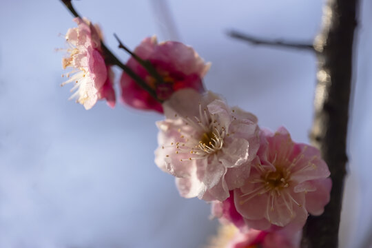 梅花特写