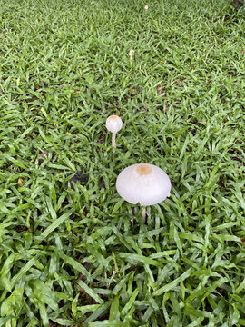 大小蘑菇