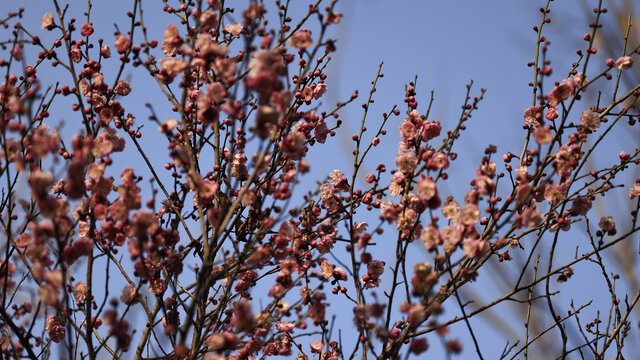 红梅花开