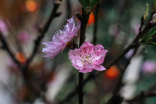 桃花特写