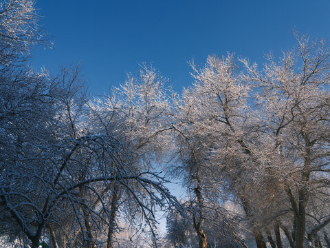 雪林