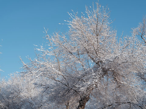 雪林