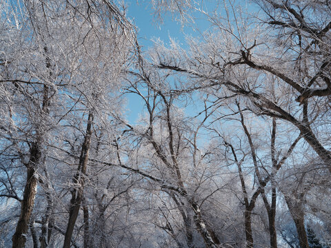 雪林