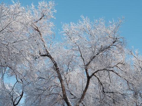 雪林