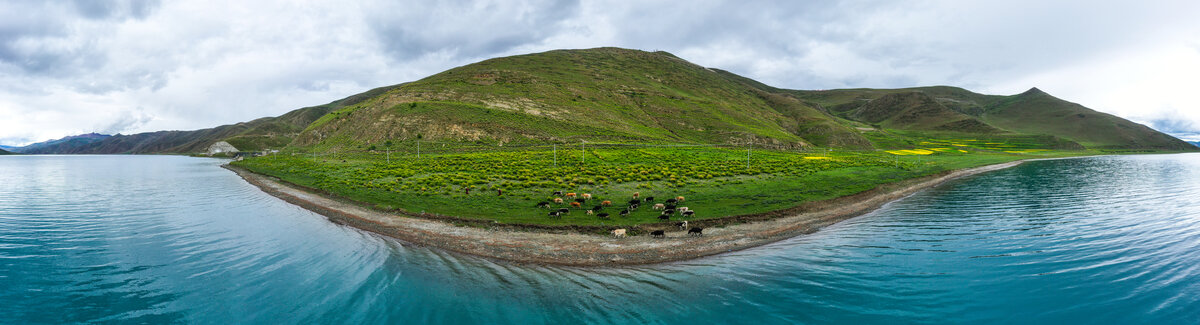 西藏羊湖边上的牛群
