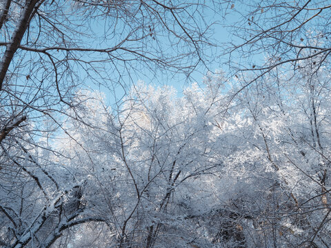 北方的雪