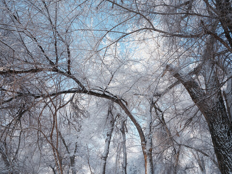 北方的雪