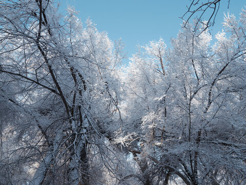 北方的雪