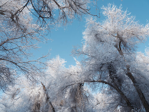 北方的雪