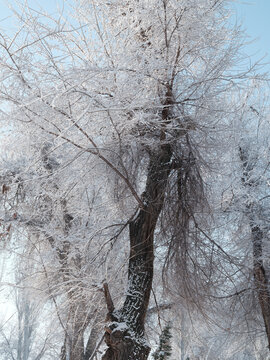 北方的雪