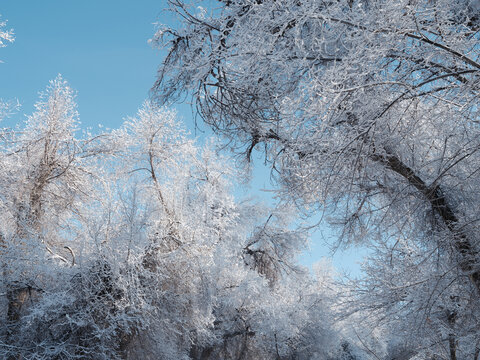 北方的雪