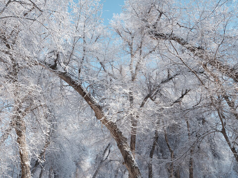 冬天雪景