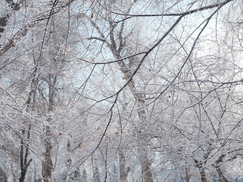 雪林