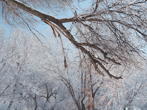 雪景