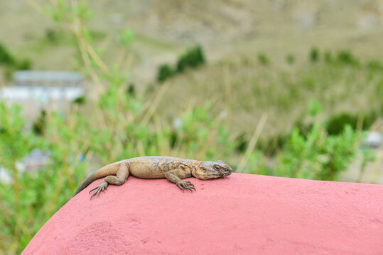 西藏山南雍布拉康上的蜥蜴