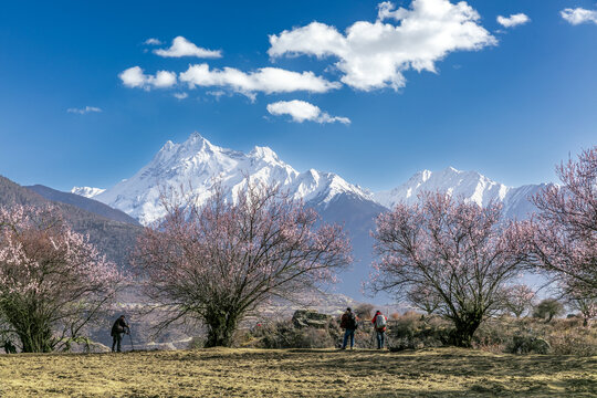 嘎隆拉雪山桃花