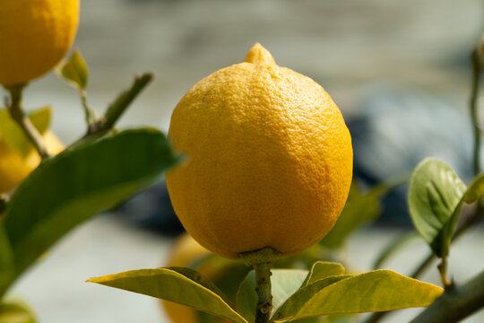 长在枝头成熟的柠檬