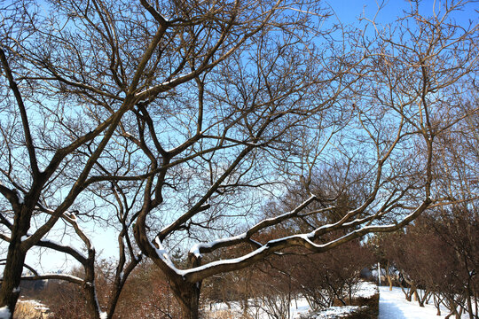 银河公园雪景