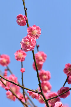 红梅花