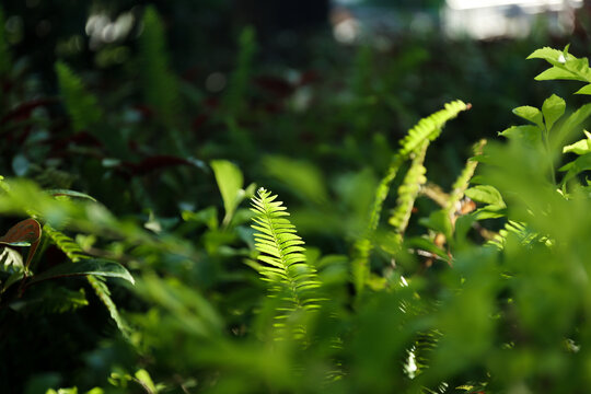 阳光青草