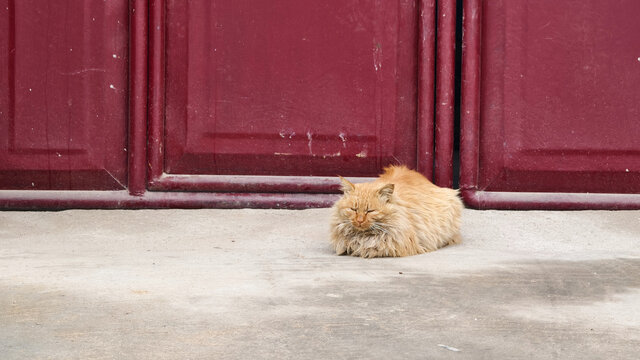 长毛橘猫