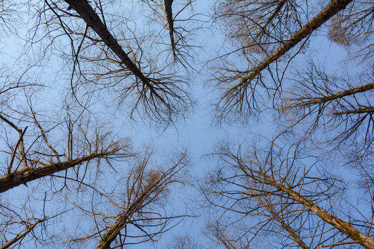 低角度仰拍秃树枝天空