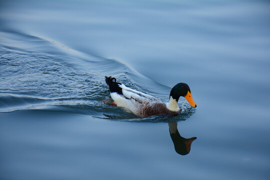一只鸭子在蓝色的湖面上游泳