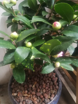 茶花