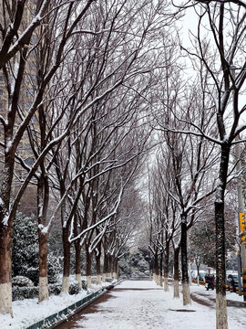 树林雪景