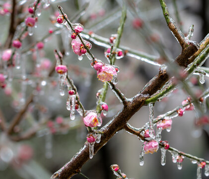 冻雨中的梅花