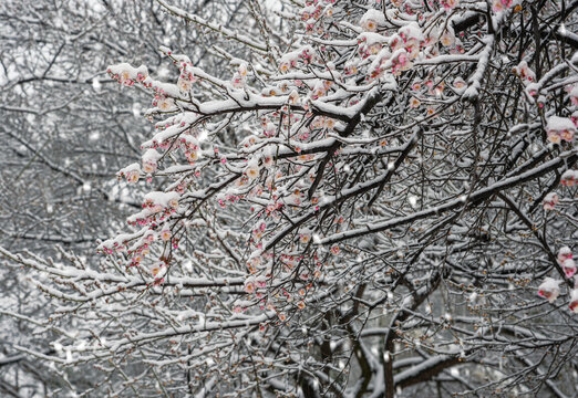 飞雪迎春