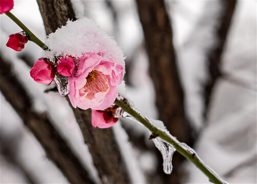 冰雪红梅