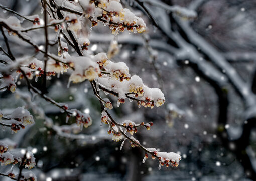 飞雪迎春