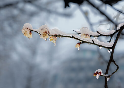 冻雨中的冰白梅花