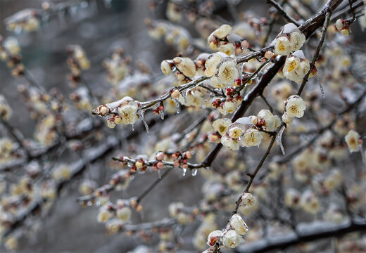 飞雪迎春