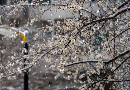 飞雪迎春