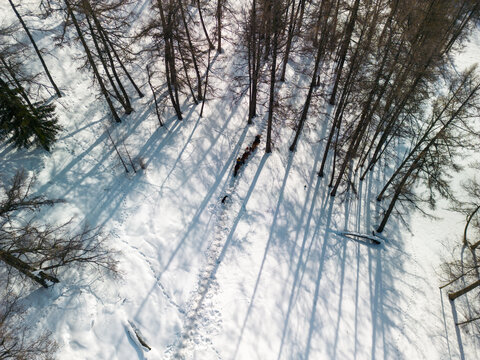 冬季新疆喀纳斯景区森林航拍